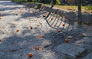 Yürek sızlatan meyve israfı