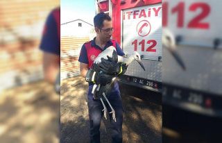 Yuvadan düşen leyleğin imdadına itfaiye yetişti