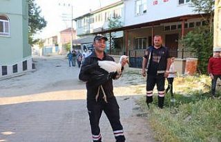 Yuvasından düşen yavru leyleği itfaiye kurtardı