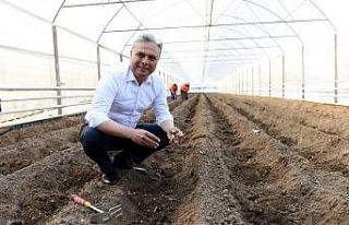 Zencefilde deneme üretimi sonuç verdi