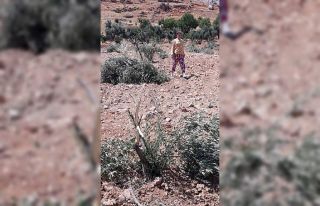 Zeytin ağaçlarını gövdelerinden kırıp attılar