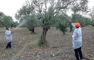 Zeytinlikler bor kaolin karışımı ile zeytin sineğine...