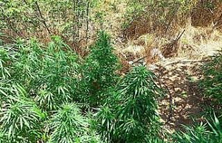 Zeytinlikte kenevir operasyonu