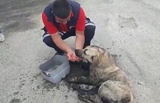 Zifte yapışan köpek itfaiye ekiplerince kurtarıldı