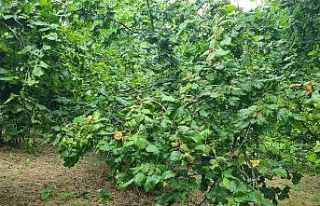 Zonguldak’ta fındık işçisinin yevmiyesi asgari...