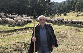 10 yaşında başladığı çobanlık mesleğinde...