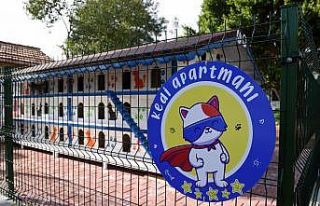 3 katlı 64 odalı ‘kedi apartmanı’ ilgi çekiyor