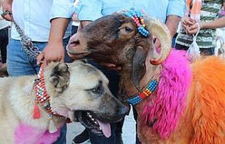 8 asırlık geleneği yaşatacak koyunlar, çoban...