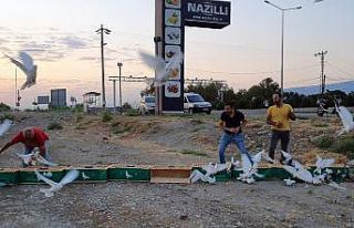 9 asırlık kuşlar kupa için kanat çırptı