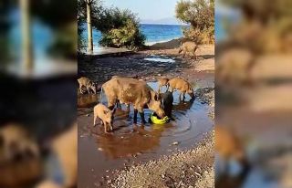 Aç kalan domuzlar sahile indi