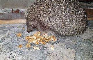 Aç kirpiler karınlarını mesken tuttukları evde...