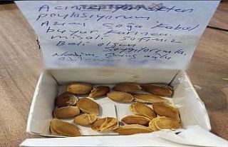 Adilcevaz’dan Marmaris’e kayısı çekirdeği