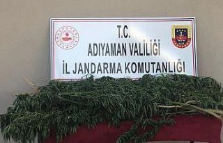 Adıyaman’da 75 kök Hint keneviri ele geçirildi