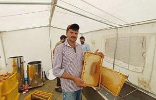 Adıyaman’da ‘geven’ balı sağımı başladı