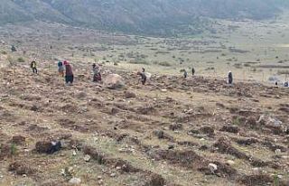 Afyon’un yüzölçümüne göre orman varlığı...
