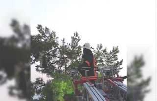 Ağaca takılan leyleği itfaiye ekipleri kurtardı