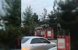 Ağaçta mahsur kalan kediyi itfaiye ekipleri kurtardı