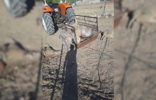 Ağılı basan kurtlar 25 koyunu ve 5 kuzuyu telef...
