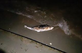 Ağlara takılan balığı ceset zannettiler