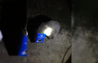 Ağrı’da ayı kurtarma operasyonu