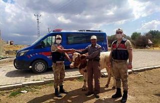 Ahırdan kaçan 2 buzağı 3 gün sonra bulundu
