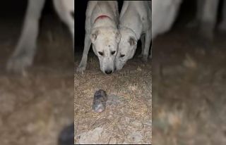 Akbaşlarla karşılaşan köstebeğin zarar görmemesi...