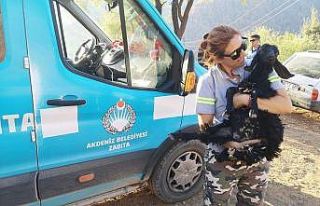 Akdeniz Belediyesi yangından etkilenen hayvanların...