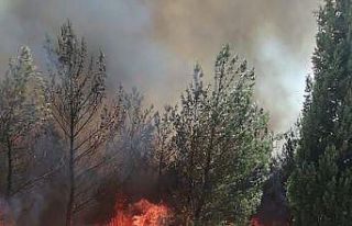 Akhisar’daki orman yangını kontrol altına alındı