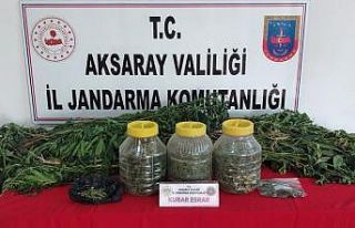 Aksaray Jandarmadan köy evine kenevir operasyonu