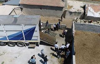 Aksaray’dan yangın mağdurlarına canlı hayvan...