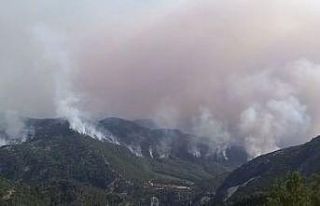 Akseki yangının şüphelisi, 20 hektar ormanın...