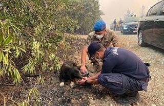 Alevlerin arasından kurtardıkları köpeğe, elleriyle...