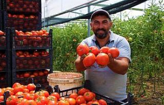 Amasya’da domates, üreticisini sevindirdi