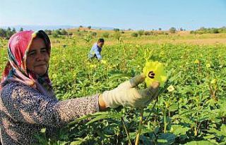 Amasya’da tescilli ‘çiçek bamyası’nın hasadı...