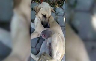 ’Ameliyatlı köpeği iyileşmeden sokağa bıraktılar’...