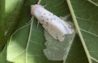 Amerikan beyaz kelebeğinde 2. döl mücadele zamanı