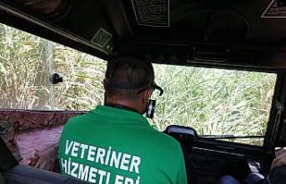 Amfibi araç ile 3 günlük ilaçlama yarım günde...