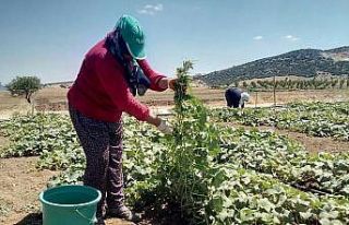 Anasona alternatif, turşuluk salatalık