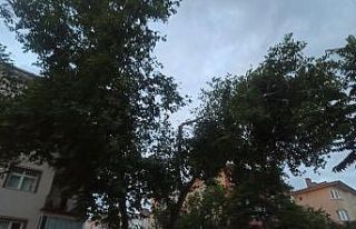 Ankara’da şiddetli rüzgar ağaçların dallarını...