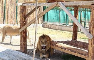Ankara’da tartışmalara sebep olan aslanlı hayvanat...