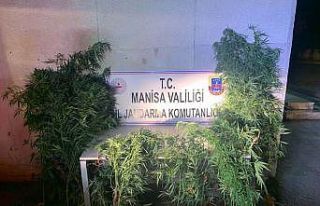 Annesinin evinde kenevir yetiştiren şahıs gözaltına...