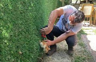 Annesinin yardım çağrısı, minik kedinin kurtarılmasını...