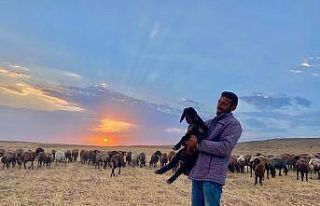 Annesiz kalan kuzunun annesi sandığı sahibiyle...