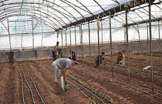 Antalya’da sezonun ilk domates fidanları toprakla...