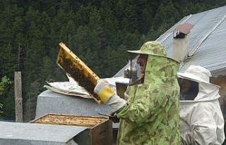 Anzer Balı’nda bal sağımı gerçekleştirildi