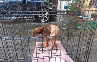 Araba çarpması sonucu vücudunda kırıklar olan...