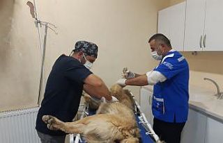 Aracın çarptığı köpek telef oldu