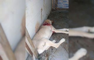 Aracın çarptığı yaralı köpeği Akşehir Belediyesi...