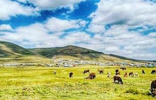 Ardahan’da 4 köy karantinaya alındı