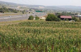 Arsa fiyatları 5 bin liraydı, bir yol yapıldı...